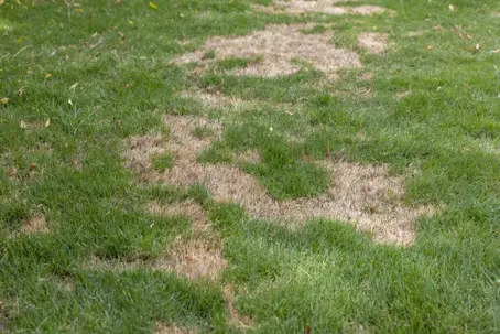 lawn disease