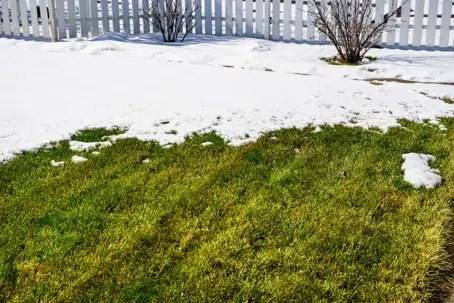 Green grass under the snow on a sunny day in late winter.
