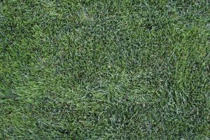 Lawn Mowing Services in Eugene
