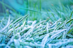 morning-frozen-grass