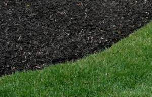 Mulch_2