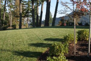 Best landscape company in eugene