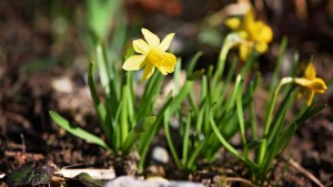 Dafodill