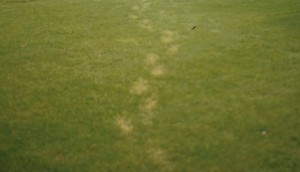 frost-damage-3_crop