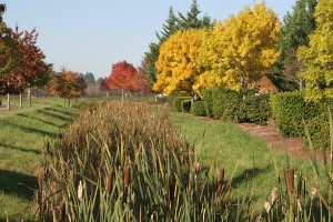 Bioswale in West Eugene by Living Concepts