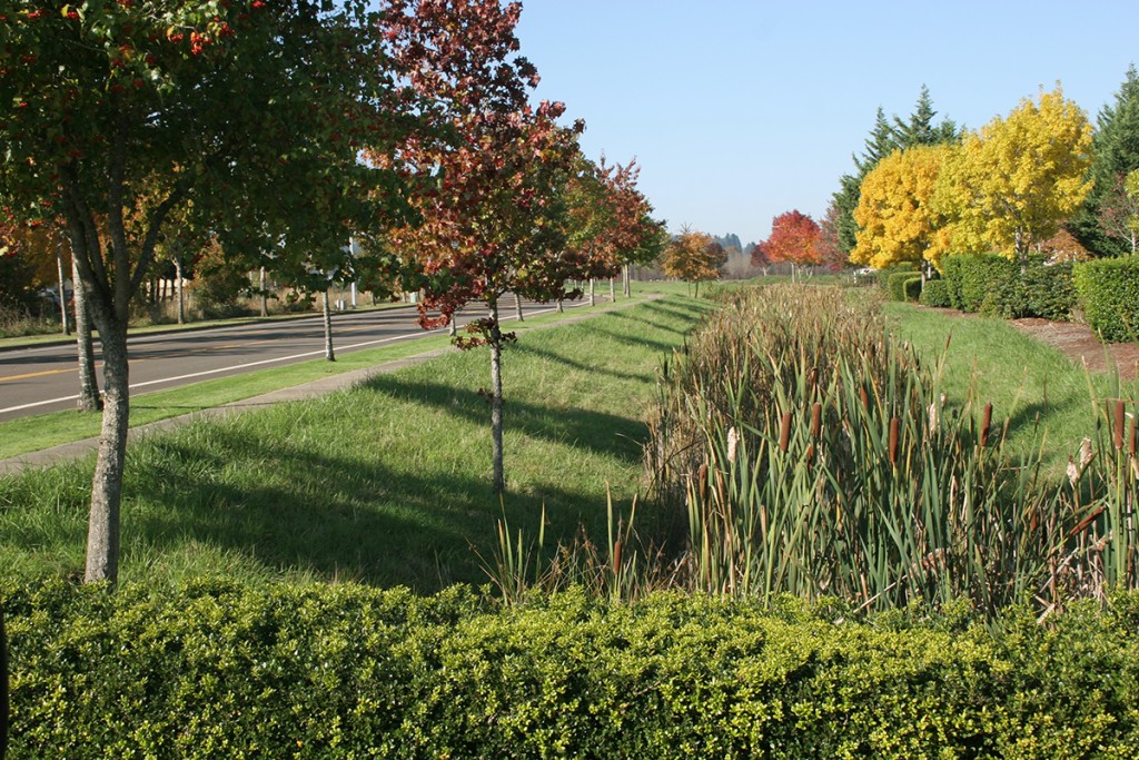 Bioswale by Living Concepts in West Eugene