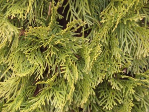 Arborvitae Landscape Tree in Eugene Oregon